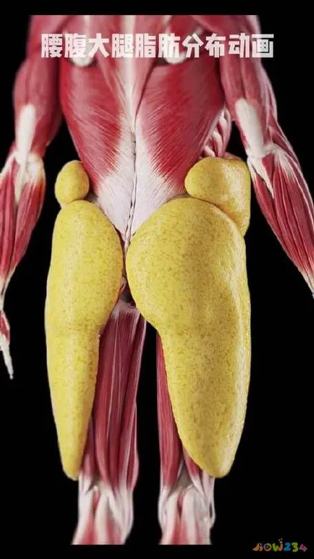 腰部赘肉运动图_腰部赘肉运动图片_腰部赘肉图片对比