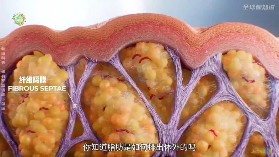 腰部赘肉运动图片_腰部赘肉图片对比_腰部赘肉运动图