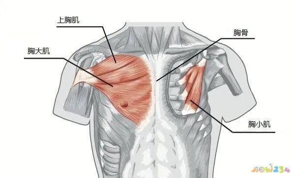 无氧运动能量消耗计算_运动中脂肪能量供应_无氧运动能消耗脂肪吗