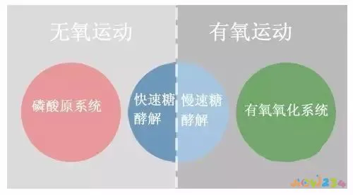 运动氧无氧有什么区别_有氧运动无氧运动_运动氧无氧有什么好处