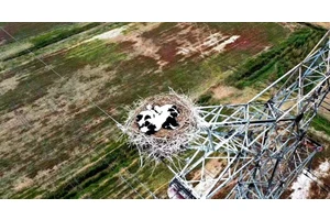 今年春天，它们在这里的铁塔上再次繁育近200只幼鸟