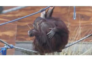 难道他有“生发秘方”？