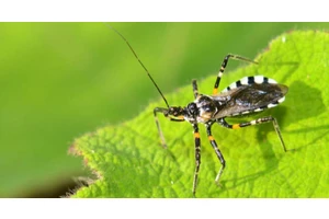 是谁把猎物尸体当衣服穿？