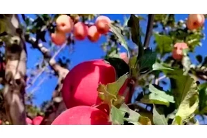 静宁果农王恩科：苹果树春夏两季的嫁接技术