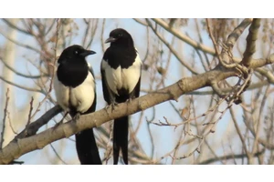 春光无限好，喜鹊忙建巢｜绿会保护地