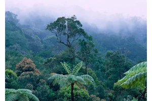 养桫椤当盆栽？当心牢底坐穿