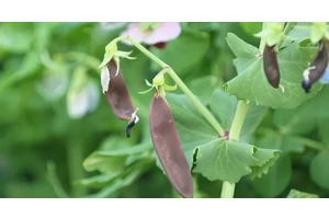 春夏秋冬，何时播种？看中国各地如何完成差异化种植