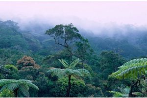 养梭罗当盆栽？当心牢底坐穿