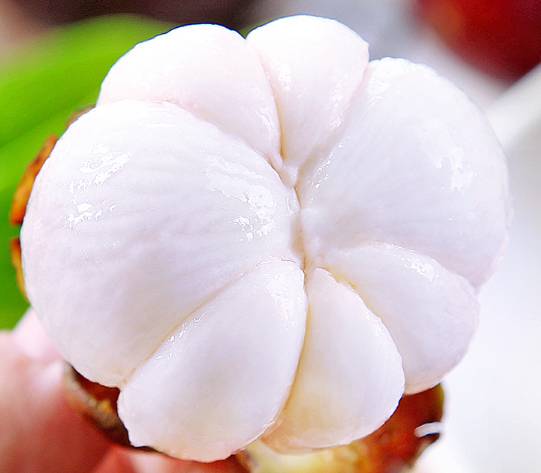 山竹皮怎么去粉刺 粉刺 山竹皮去粉刺 美妆 第1张