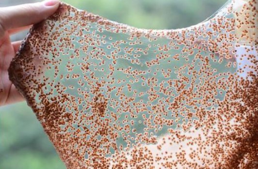 颗粒海藻面膜会不会过期 海藻面膜 海藻面膜过期 美妆 第1张