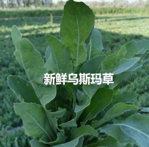 乌斯玛草能生发吗 生发 乌斯玛草 美妆 第1张