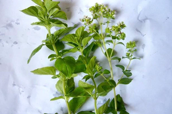 茵芙莎流金水成分 茵芙莎 爽肤水 第4张