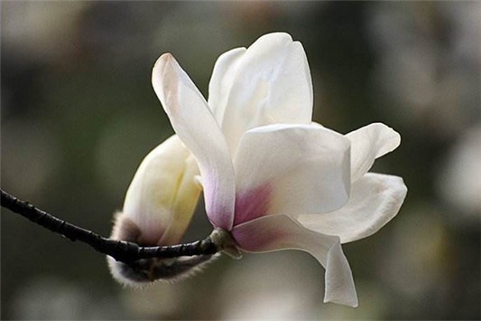 木兰醇对皮肤的功效有哪些 木兰醇 面霜 第1张