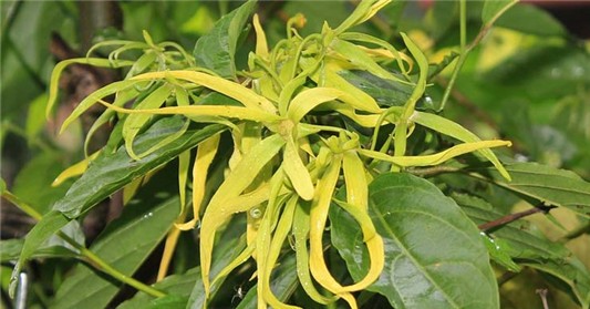 7种让您放松心情的精油 乳香精油 依兰精油 天竺葵精油 岩兰草精油 甜橙精油 精油 苦配巴精油 薰衣草精油 第1张 7种让您放松心情的精油 乳香精油 依兰精油 天竺葵精油 岩兰草精油 甜橙精油 精油 苦配巴精油 薰衣草精油 第1张