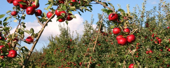 皮肤暗黄粗糙可以吃什么改善 皮肤暗黄粗糙 美妆 第3张