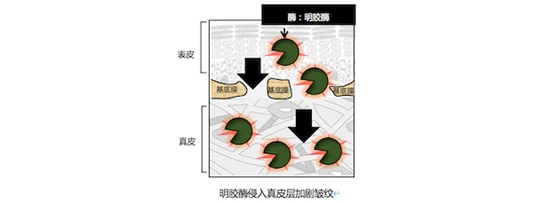 IPSA茵芙莎凝时菁华面霜「抗皱型」全新上市 明星抗老 ipsa 紧致 抗皱 化妆品 独家 全新 上市 精华 资讯 第3张