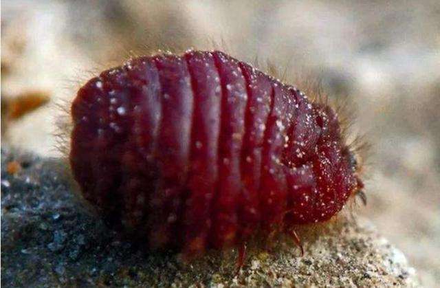 口红里面真的有虫子吗 口红 胭脂虫 胭脂虫红 美妆 第1张