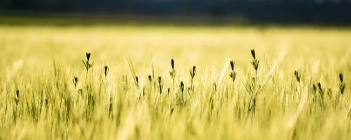 一天三顿吃玉米减肥吗 减肥 美妆 第1张