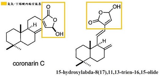 野姜花的生理活性 野姜花 第1张