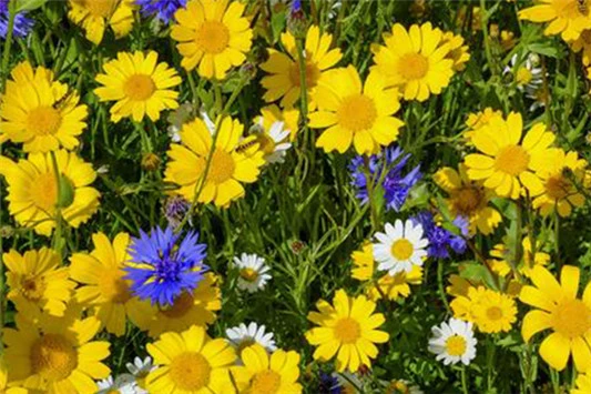 雅诗兰黛小棕瓶成分 雅诗兰黛 小棕瓶 第5张