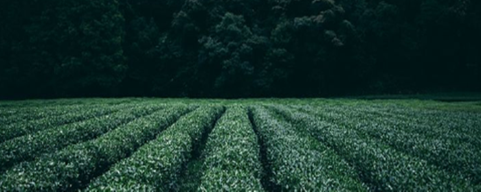 长期喝荷叶茶能减肥吗 减肥 美妆 第1张