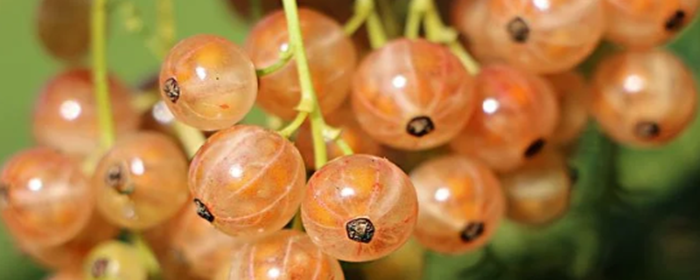 喝苹果醋能减肥吗 减肥 美妆 第1张