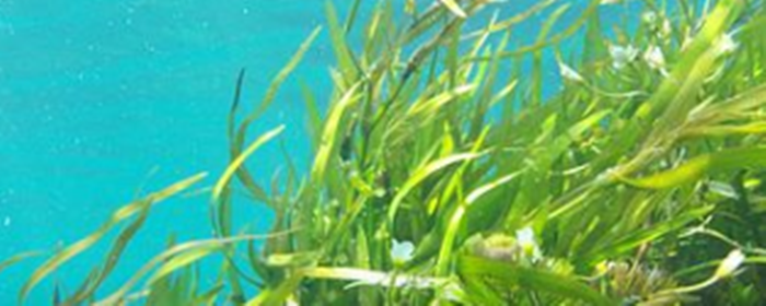 海藻面膜可以天天用吗 海藻面膜 美妆 第3张