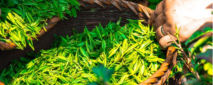 苦瓜荷叶茶能减肥吗 减肥 美妆 第1张