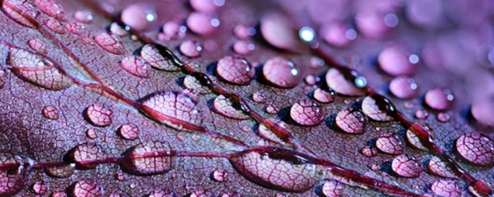 香水怎么使用 香水 美妆 第2张