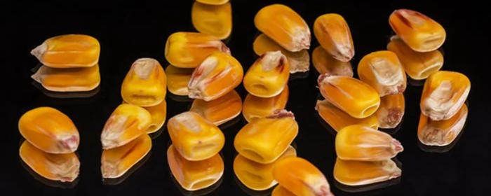 一天三顿吃玉米减肥吗 减肥 美妆 第3张