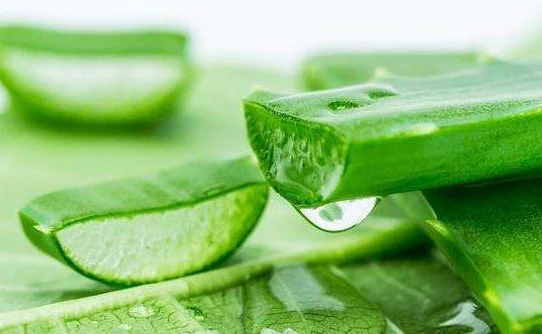 橄榄油加芦荟有什么护肤作用 芦荟 橄榄油 美妆 第2张