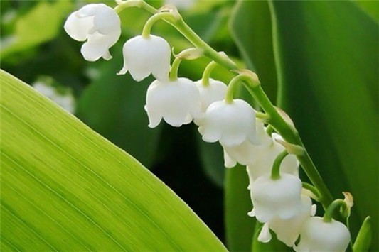 瑰柏翠护手霜哪个好闻 瑰柏翠 护手霜 第1张