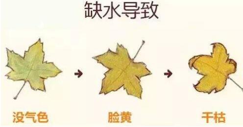 皮肤缺水会有什么样的后果 缺水 皮肤缺水 美妆 第1张