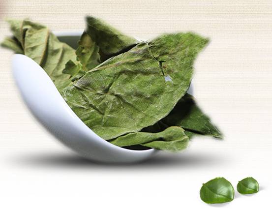 柿子叶祛斑偏方真的有效果吗 祛斑 柿子叶祛斑 美妆 第1张