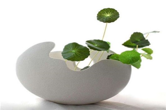 积雪草对皮肤的作用是什么 积雪草 第1张