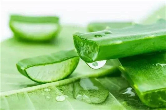 芦荟胶可以收缩毛孔吗 芦荟制品 护肤品 第2张 芦荟胶可以收缩毛孔吗 芦荟制品 护肤品 第2张