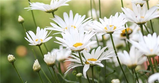 失眠睡不好，6款精油助眠有一套 助眠精油 天竺葵精油 洋甘菊精油 精油 茉莉精油 薰衣草精油 第1张