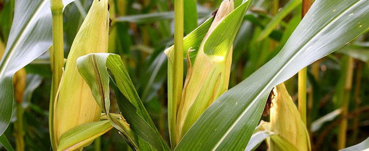 吃煮玉米会胖吗 玉米 美妆 第1张