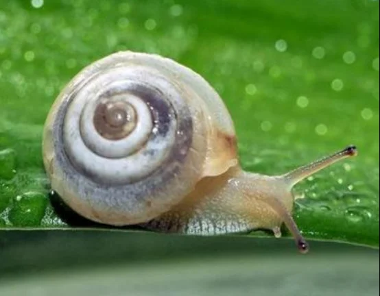 蜗牛原液可以去痘印吗 去痘印 蜗牛原液 美妆 第3张