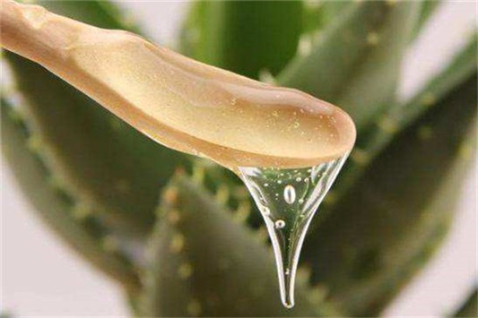芦荟胶可以收缩毛孔吗 芦荟制品 护肤品 第1张 芦荟胶可以收缩毛孔吗 芦荟制品 护肤品 第1张