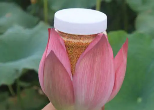 荷花粉做面膜有什么护肤功效 面膜 荷花粉面膜 美妆 第1张