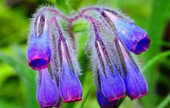 长期擦紫草油的危害 紫草油 紫草油危害 美妆 第2张