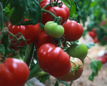 脸上长雀斑吃什么好 雀斑 脸上长斑 美妆 第3张