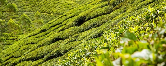 长期喝荷叶茶能减肥吗 减肥 美妆 第3张