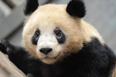 精油可以去黑眼圈吗 精油 黑眼圈 美妆 第1张