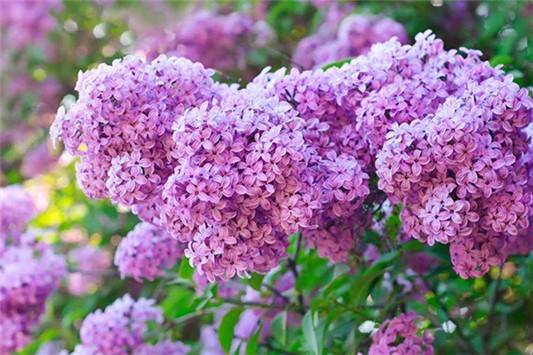 丁香对皮肤有什么作用 丁香 第1张