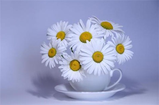 洋甘菊冰晶怎么用 洋甘菊冰晶 面膜 第1张