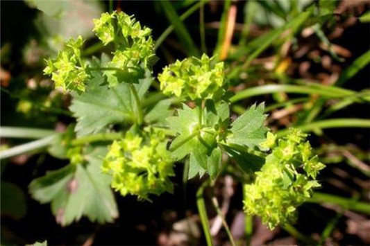 娇韵诗美白淡斑水乳怎么样 娇韵诗 爽肤水 第3张