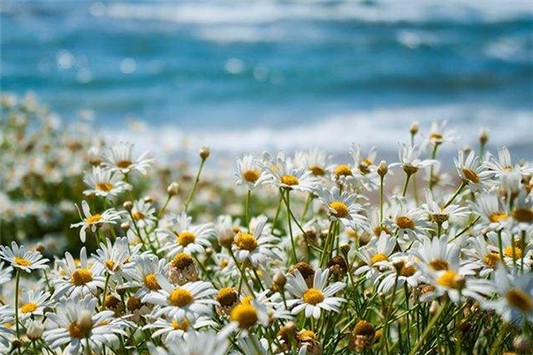 洋甘菊哪个牌子口碑好 爽肤水 面霜 第1张