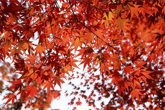 碧柔防晒霜要卸妆吗 碧柔 防晒霜 第4张